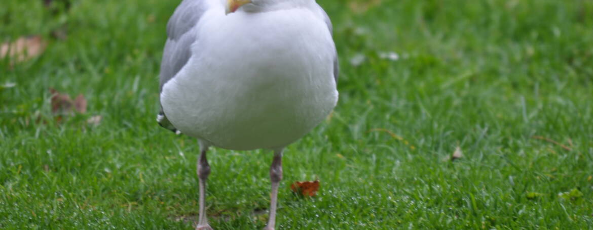 55. ZILVERMEEUW (Larus argentatus)