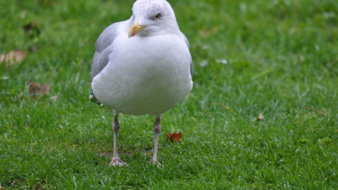 55. ZILVERMEEUW (Larus argentatus)