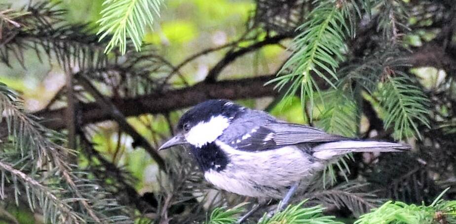 70. ZWARTE MEES (Parus ater)