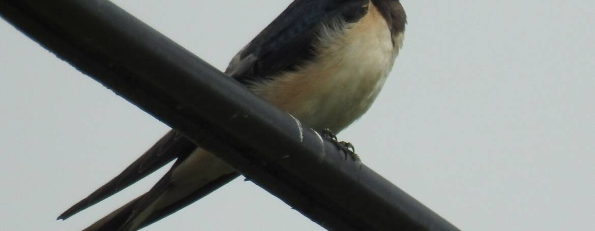 32. BOERENZWALUW (Hirundo rustica).