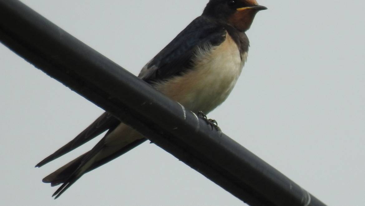 32. BOERENZWALUW (Hirundo rustica).
