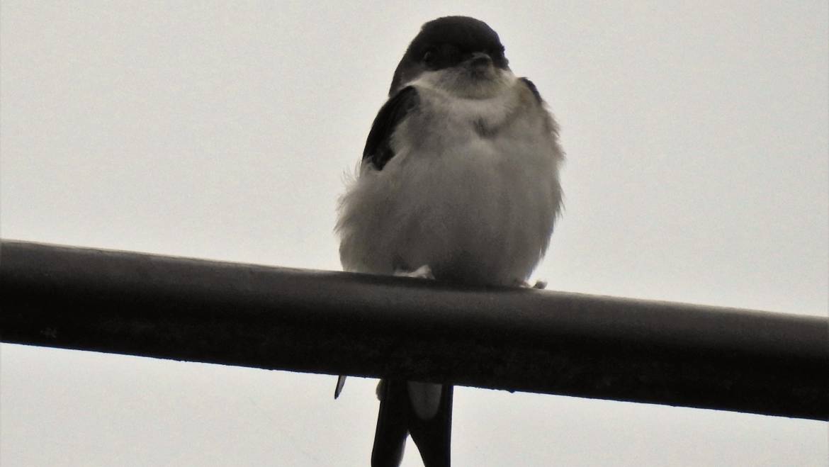 69. HUISZWALUW (Delichon urbicum)