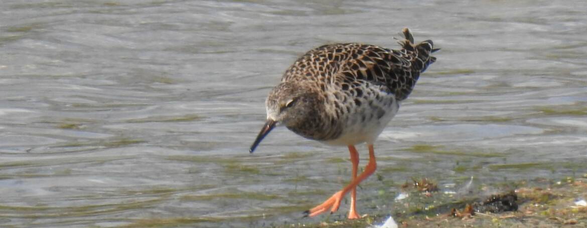 192. KEMPHAAN (Philomachus pugnax)