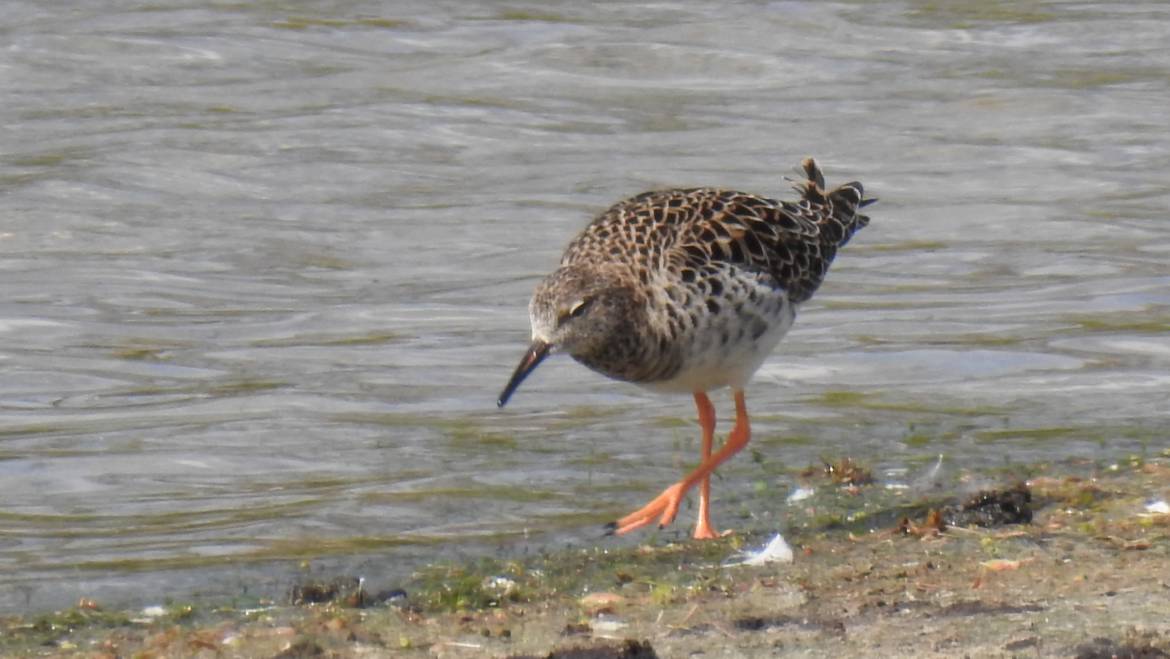 192. KEMPHAAN (Philomachus pugnax)