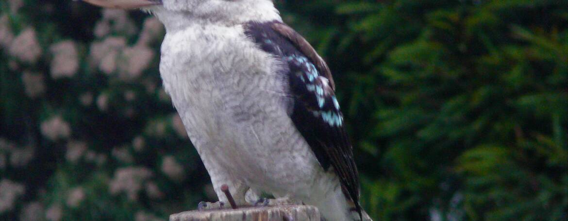 189. KOOKABURRA (Dacelo novaeguineae)
