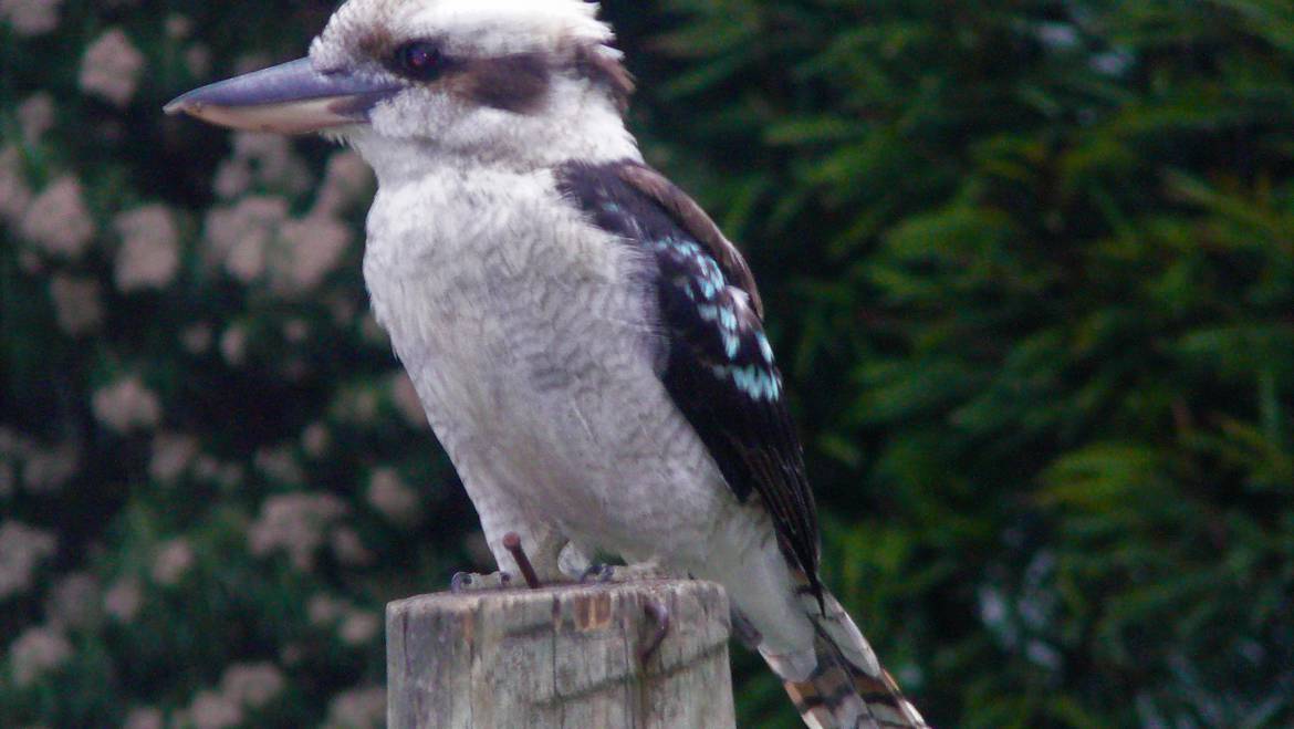 189. KOOKABURRA (Dacelo novaeguineae)