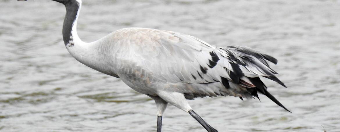 180. KRAANVOGEL (Grus Grus)