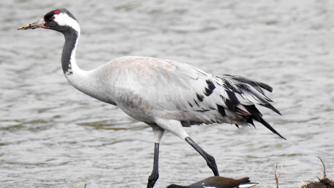 180. KRAANVOGEL (Grus Grus)