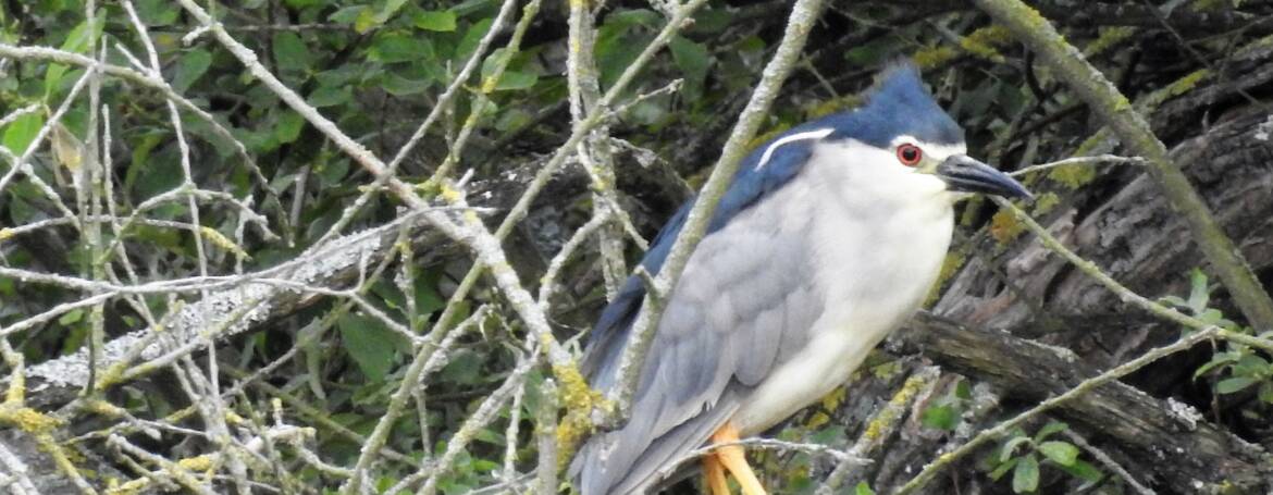 191 KWAK  (Nycticorax nycticorax)