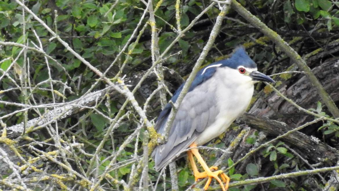 191 KWAK  (Nycticorax nycticorax)