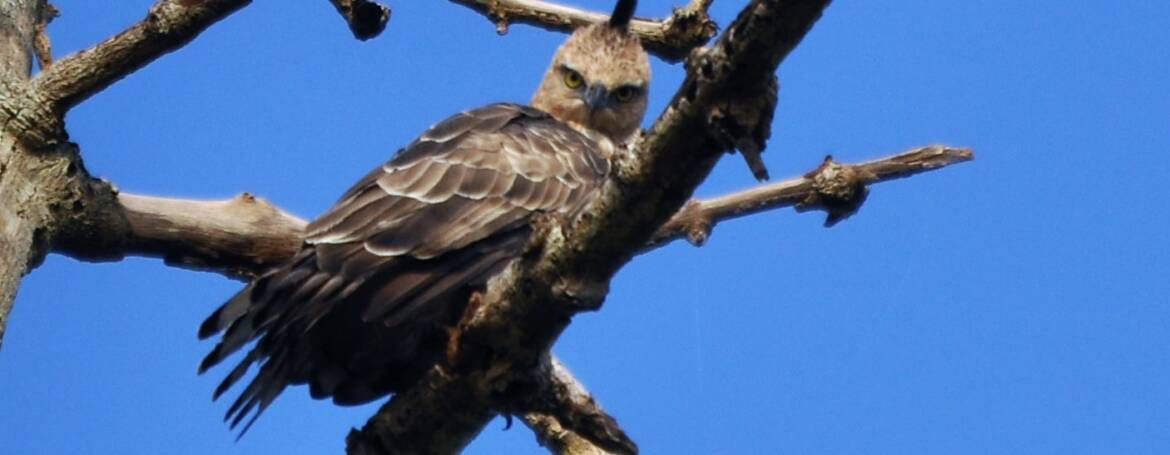 194. KLEINE KUIFAREND (Nisaetus nanus)