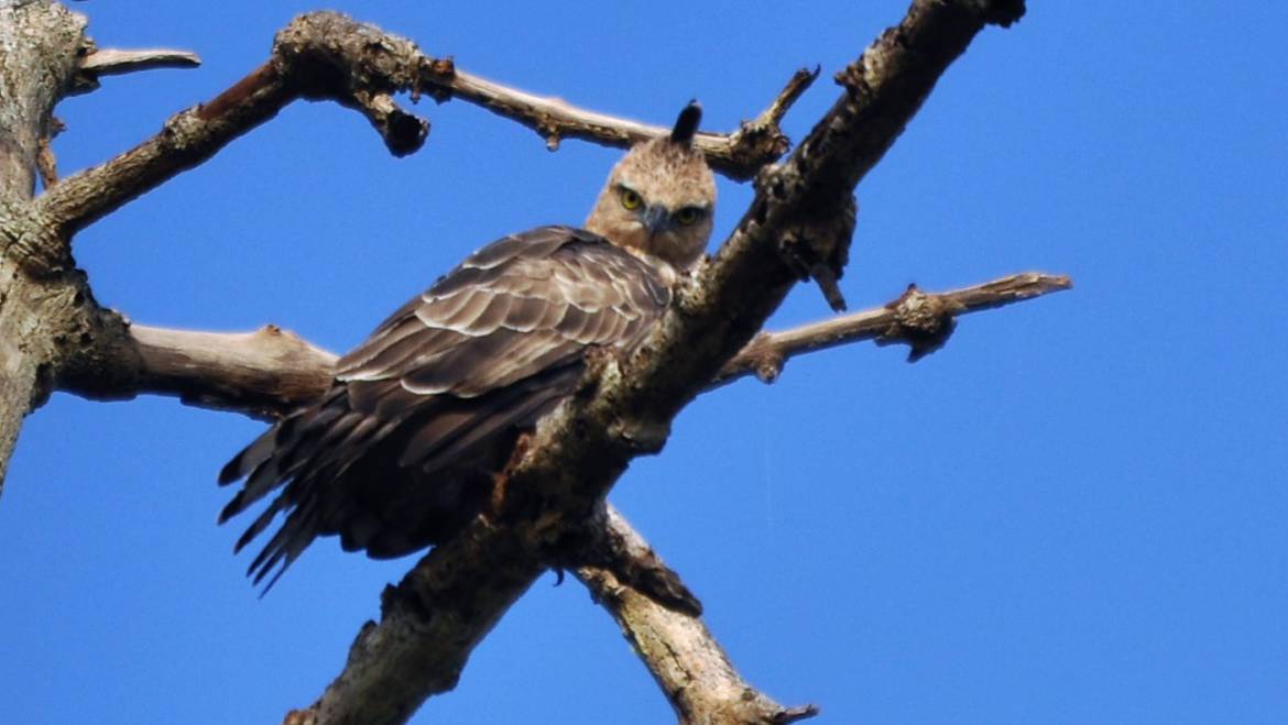 194. KLEINE KUIFAREND (Nisaetus nanus)