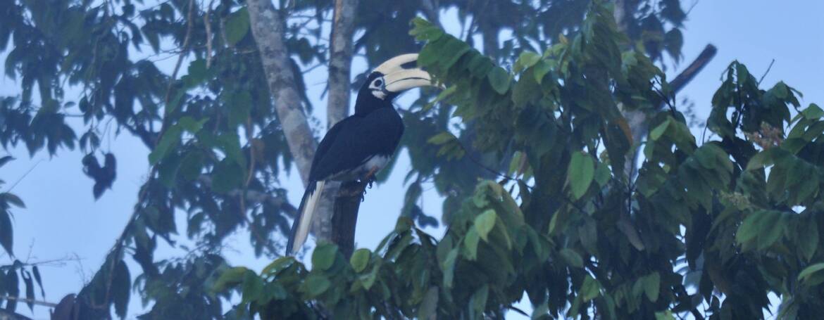197. BONTE NEUSHOORNVOGEL (Anthracoceros albirostris)