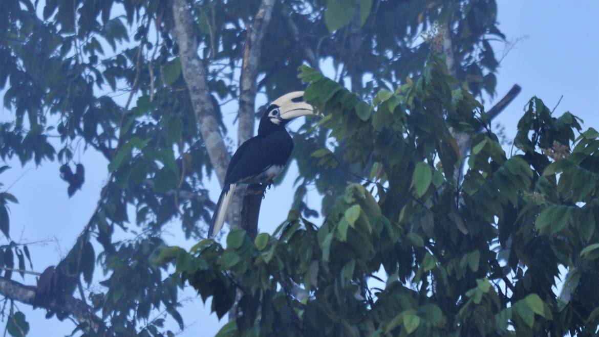197. BONTE NEUSHOORNVOGEL (Anthracoceros albirostris)