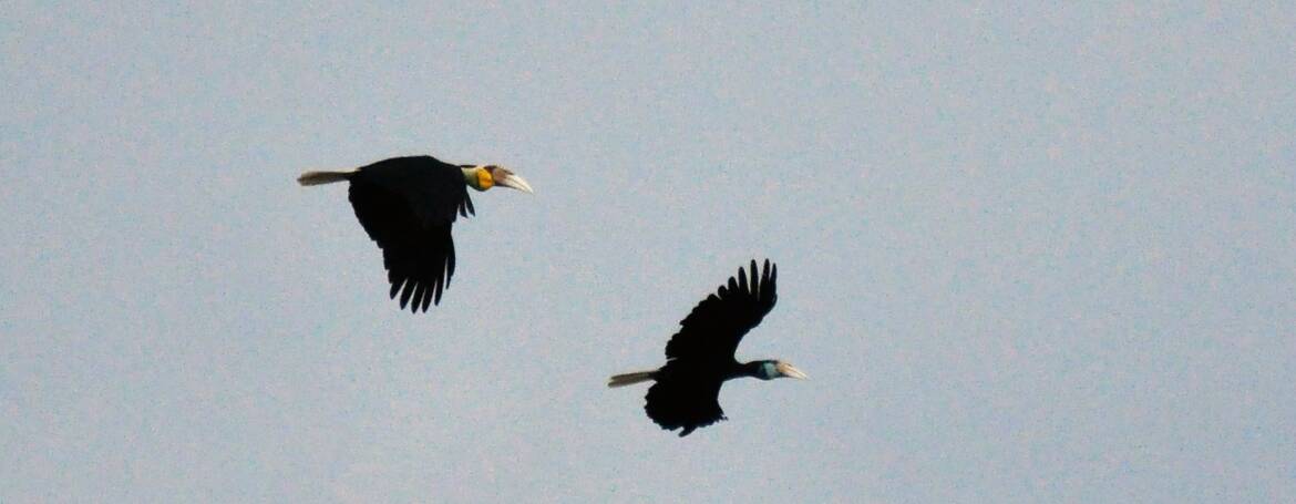 199. GEWONE JAARVOGEL (Aceros Undulatus)