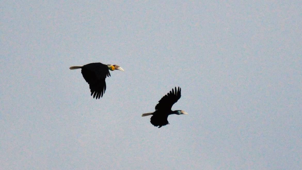 199. GEWONE JAARVOGEL (Aceros Undulatus)
