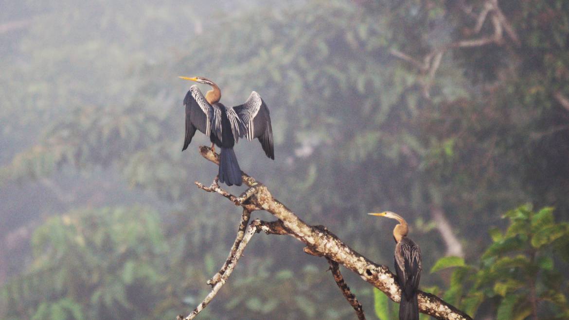 196. INDISCHE SLANGENHALSVOGEL (Anhina melanogaster)