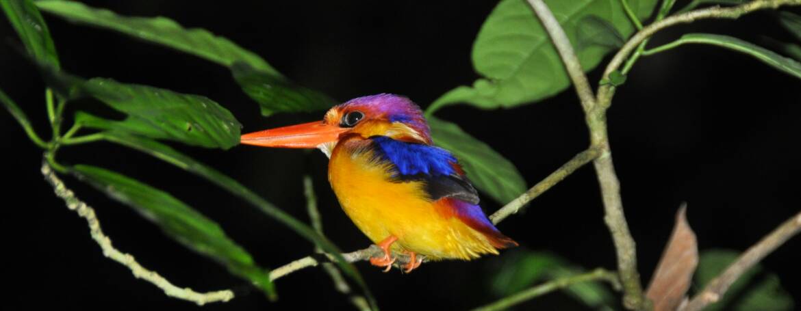 195. JUNGLEDWERGIJSVOGEL (Ceyx erithaca motleyi)