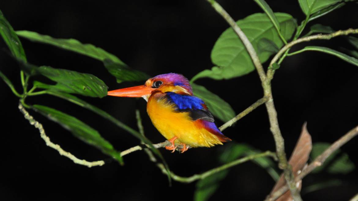 195. JUNGLEDWERGIJSVOGEL (Ceyx erithaca motleyi)