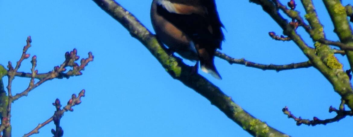 200. APPELVINK (Coccothraustes coccothraustes)