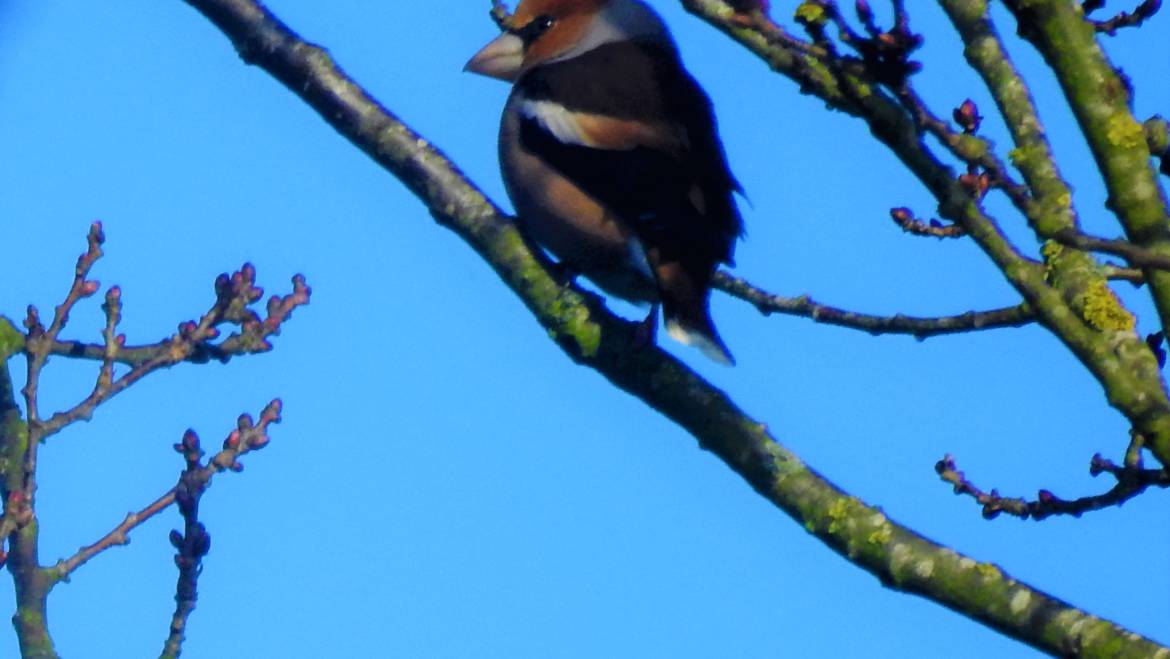 200. APPELVINK (Coccothraustes coccothraustes)