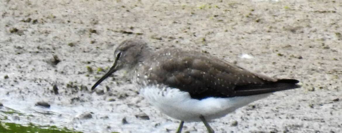 201. WITGAT (Tringa ochropus)