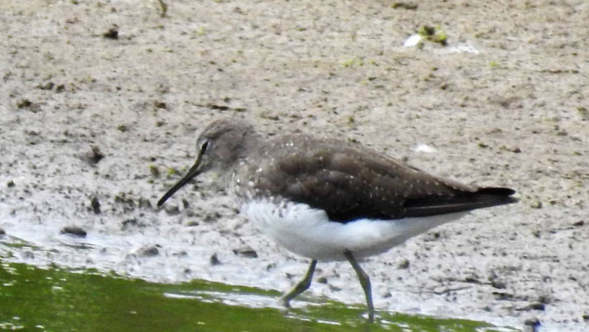 201. WITGAT (Tringa ochropus)