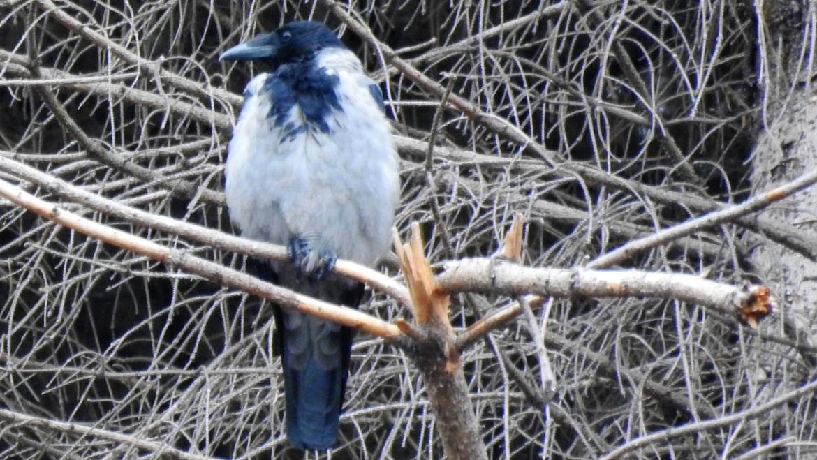 204. BONTE KRAAI (Corvus cornix)