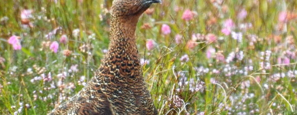 203. SCHOTS SNEEUWHOEN (Lagopus lagopus scoticus)