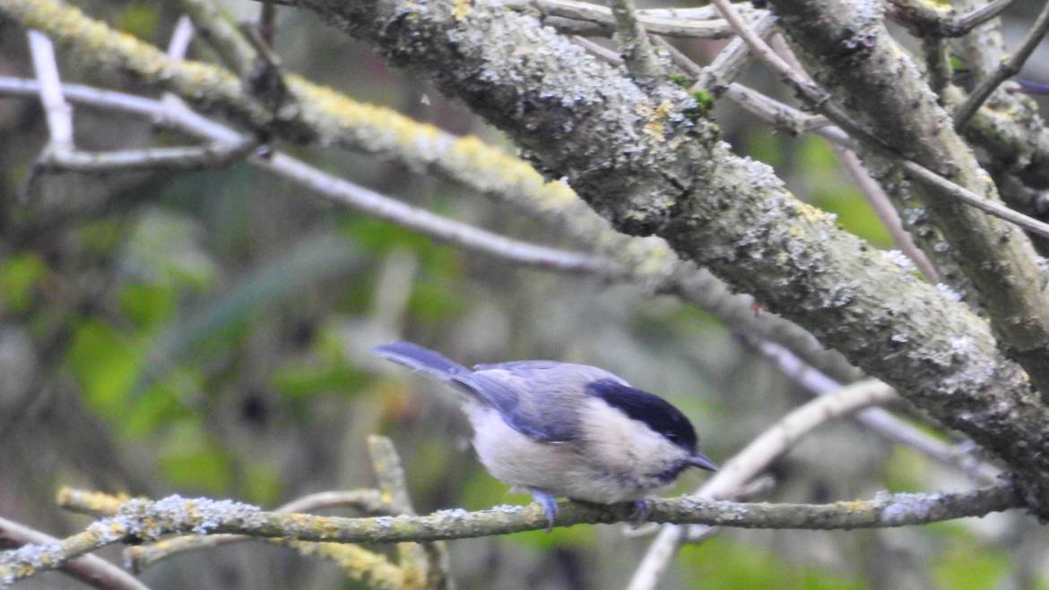 205. MATKOP (Poecile montanus)