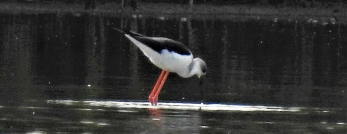 206. STELTKLUUT (Himantopus himantopus)