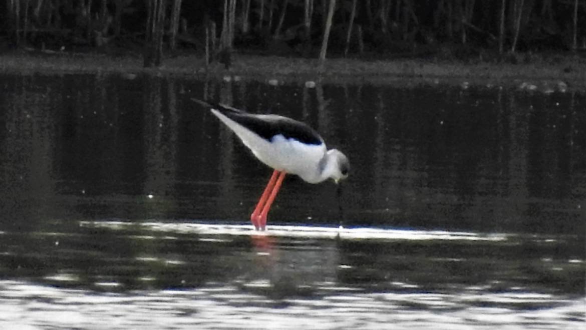 206. STELTKLUUT (Himantopus himantopus)
