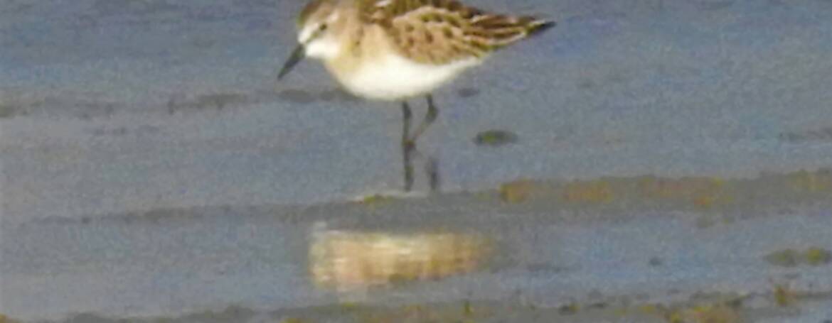213. KLEINE STRANDLOPER (Calidris minuta)