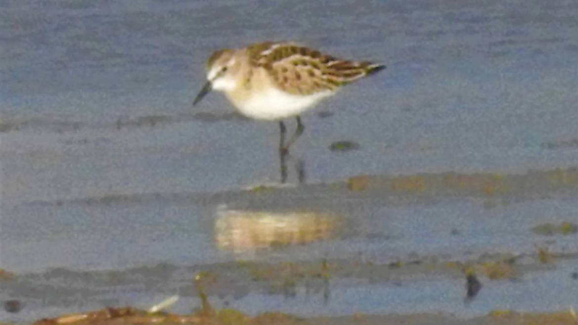 213. KLEINE STRANDLOPER (Calidris minuta)