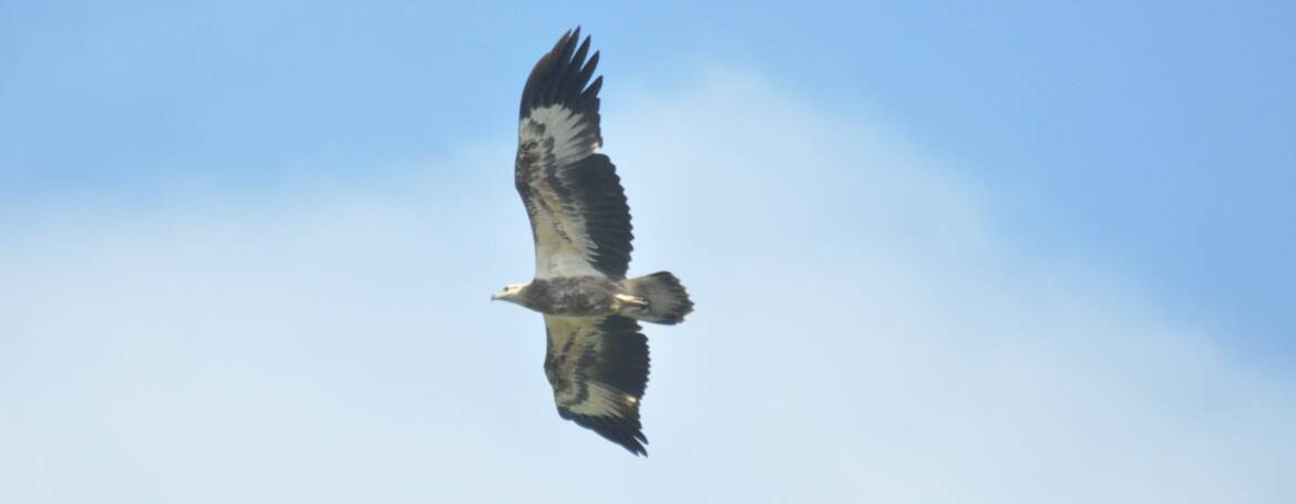 207. WITBUIKZEEAREND (Haliaeetus leucogaster)
