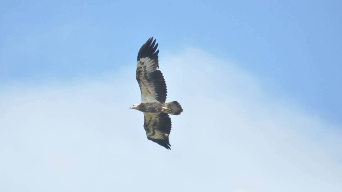 207. WITBUIKZEEAREND (Haliaeetus leucogaster)