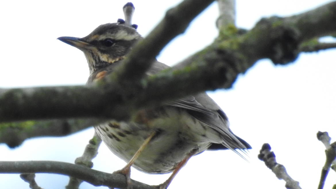 212. KOPERWIEK (Turdus iliacus)