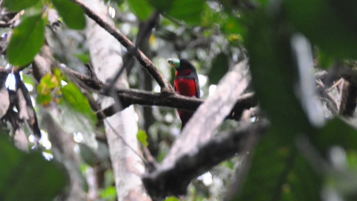 209. ZWARTRODE HAPVOGEL (Cymbirhynchus macrorhynchos)