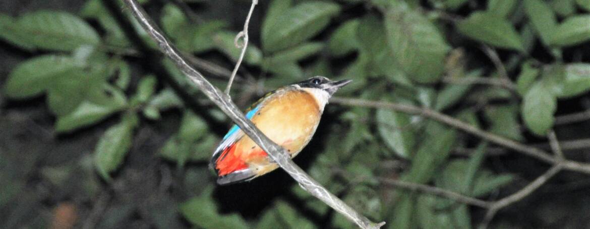 217. BLAUWVLEUGELPITTA (Pitta moluccensis)