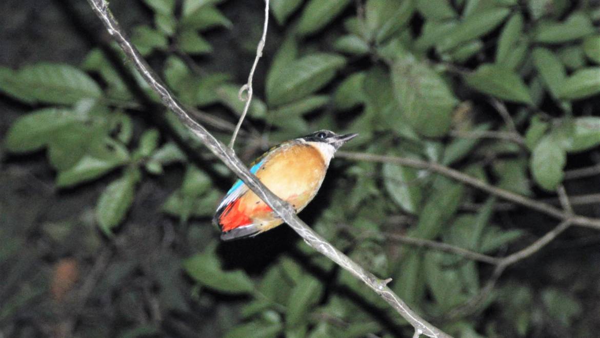217. BLAUWVLEUGELPITTA (Pitta moluccensis)
