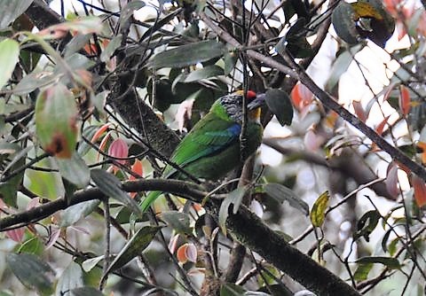 226. GOUDKEELBAARDVOGEL (Psilopogon franklinii)