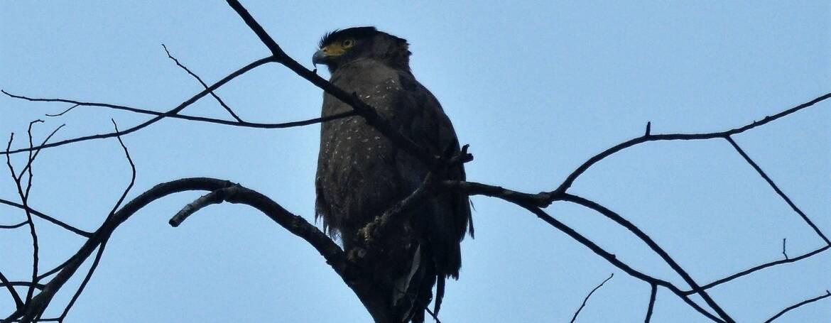 219. INDISCHE SLANGENAREND (Spilornis cheela pallidus)