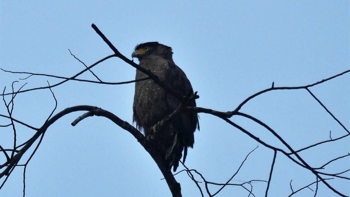219. INDISCHE SLANGENAREND (Spilornis cheela pallidus)