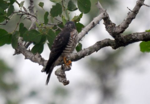 235. KLEINE SPERWER (Accipiter gularis)