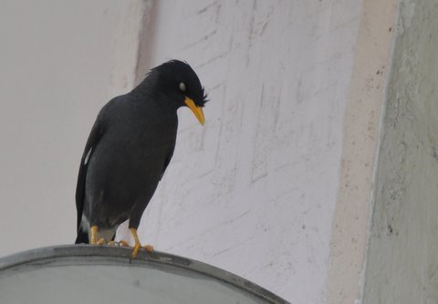 221. JAVAANSE MAINA (Acridotheres javanicus)