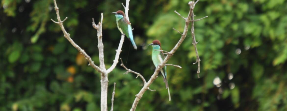 216. MALEISISCHE BIJENETER (Merops viridis)