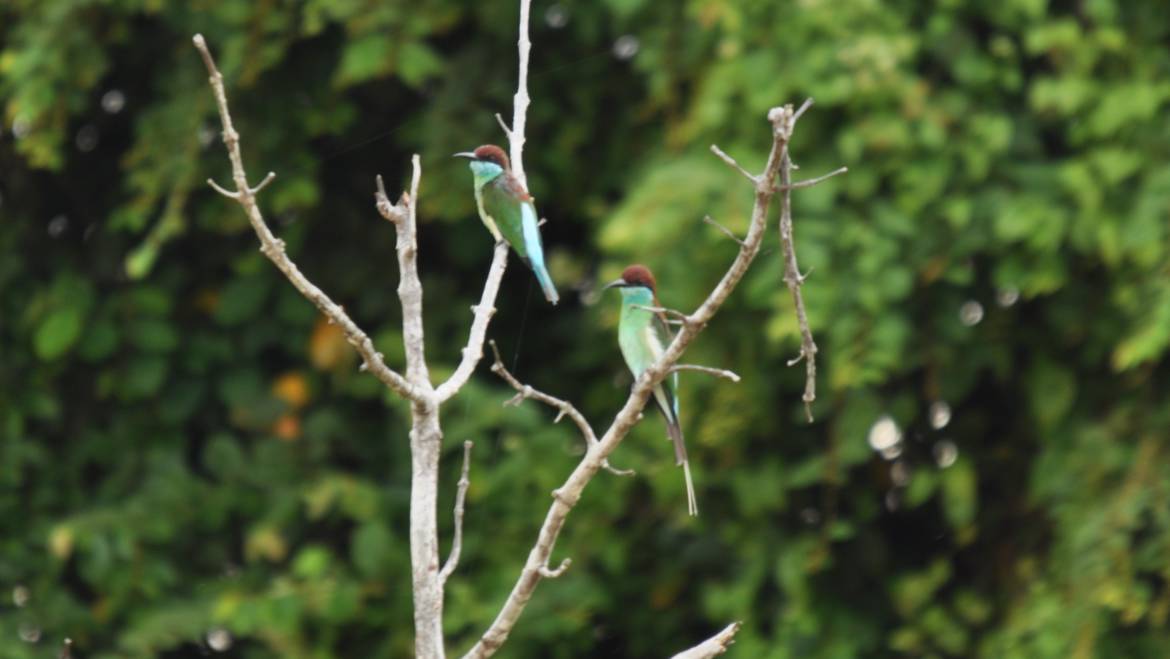 216. MALEISISCHE BIJENETER (Merops viridis)
