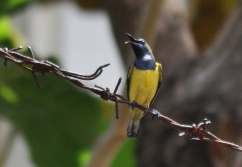 234. STAALBORSTHONINGZUIGER (Cinnyris jugularis)