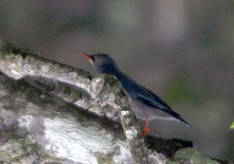 233. PLUCHEKAPBOOMKLEVER (Sitta frontalis)