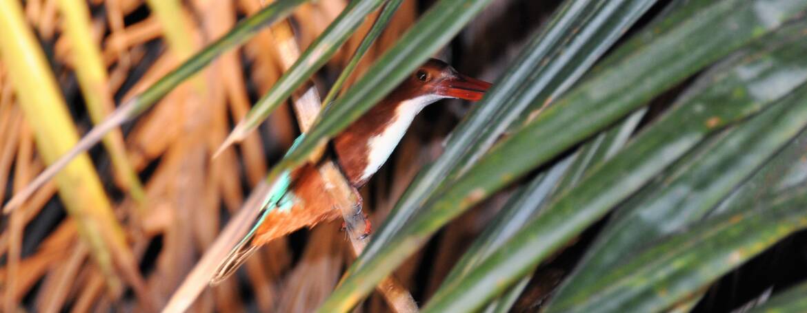 231. SMYRNA-IJSVOGEL (Halcyon smyrnensis)